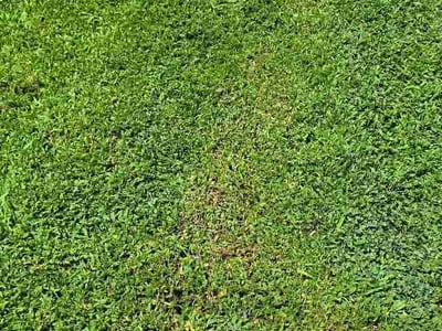 Lawn Care service in Pleasant View, 37146