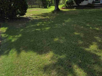 Lawn Care service in Fountain Inn, 29644