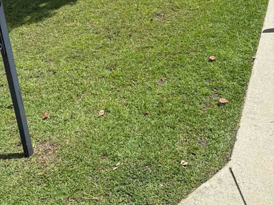Lawn Care service in Lexington, 29072
