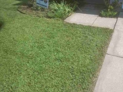 Lawn Care service in Ladson, 29456