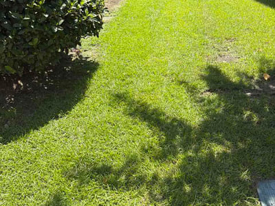 Lawn Care service in Johns Island, 29455