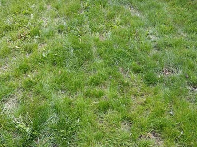 Lawn Care service in Muskegon, 49440