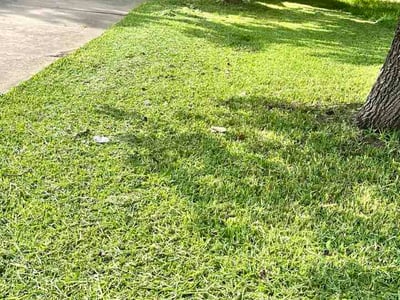 Lawn Care service in Texarkana, 75501