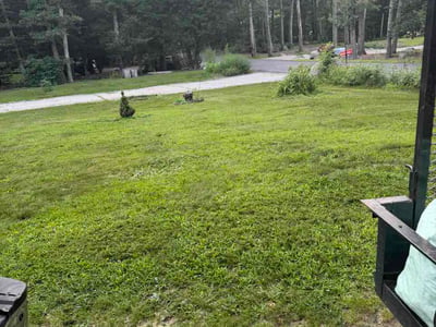 Lawn Care service in Coventry, 02816