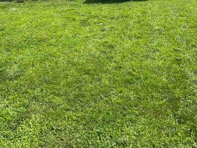 Lawn Care service in Ansonia, 06401