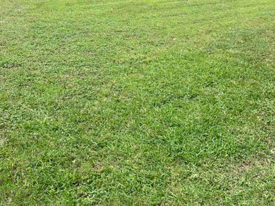 Lawn Care service in Fairfield County, 06883