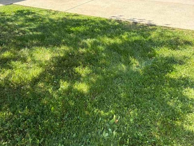 Lawn Care service in Georgetown, 40324