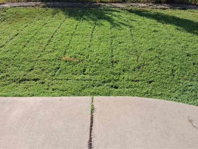 Lawn Care service in Morrison, 80465