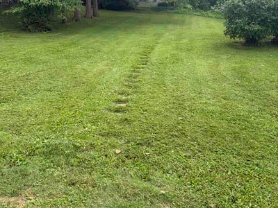 Lawn Care service in Denver, 17517