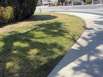 Lawn Care service in Sunnyvale, 94087