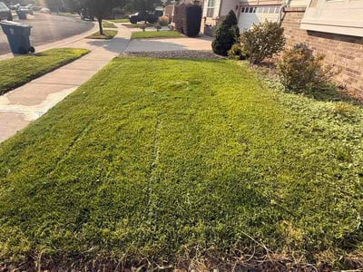 Lawn Care service in Commerce City, 80022