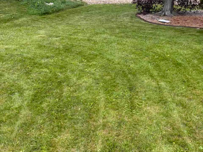 Lawn Care service in Westminster, 92683