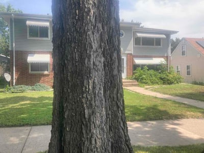 Lawn Care service in St Louis Park, 55426