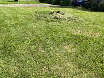 Lawn Care service in Green Valley, 85614