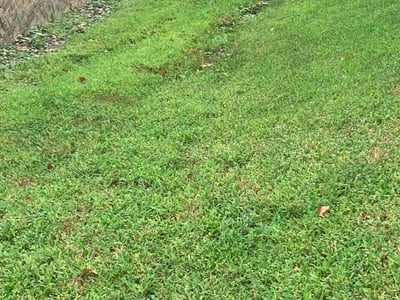 Lawn Care service in North Little Rock, 72114