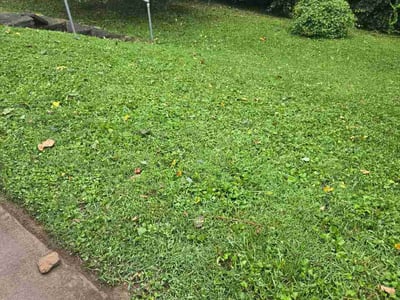 Lawn Care service in Harrison, 45030