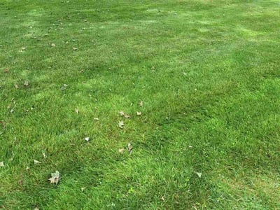 Lawn Care service in Berlin, 06037