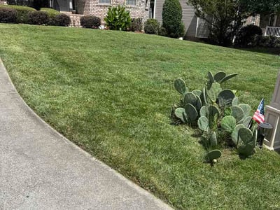 Lawn Care service in Clemmons, 27012