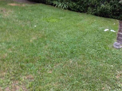 Lawn Care service in Springfield, 01103