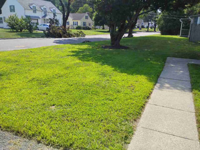 Lawn Care service in Springfield, 01103