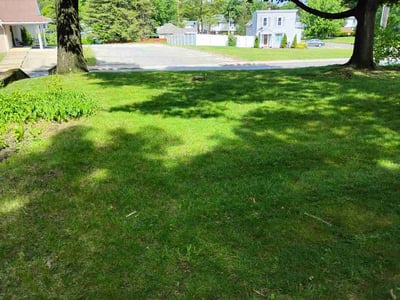 Lawn Care service in Springfield, 01103