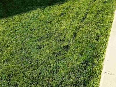 Lawn Care service in Fountain, 80817