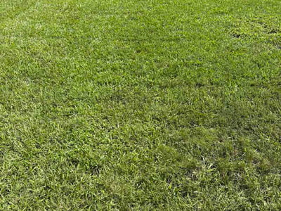 Lawn Care service in Kannapolis, 28083