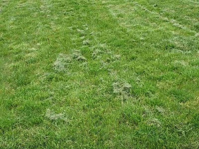 Lawn Care service in Holt, 48842