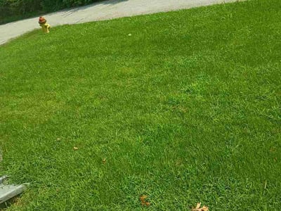 Lawn Care service in Arnold, 63010