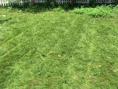 Lawn Care service in Maple Grove, 55311