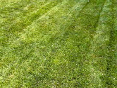 Lawn Care service in Shoreline, 98133