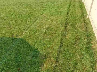 Lawn Care service in Mercer Island, 98040