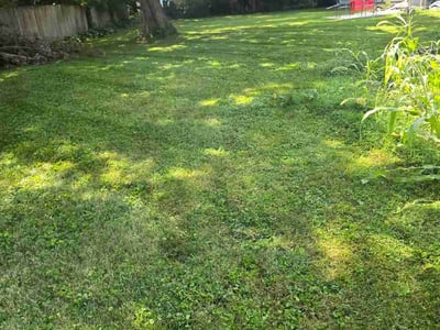 Lawn Care service in Clive, 50325