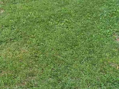 Lawn Care service in Montgomery Village, 20886