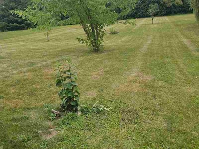 Lawn Care service in Hartford, 53027