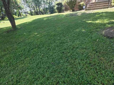 Lawn Care service in Bowie, 20715
