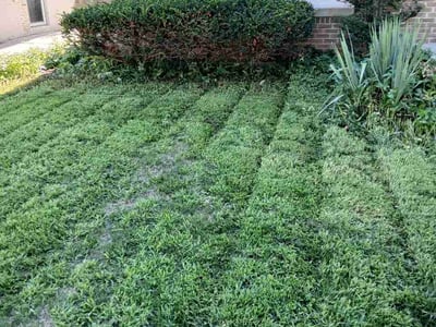 Lawn Care service in Greenfield, 53220