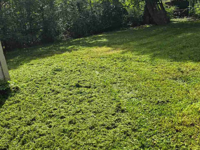 Lawn Care service in Woodford, 22580