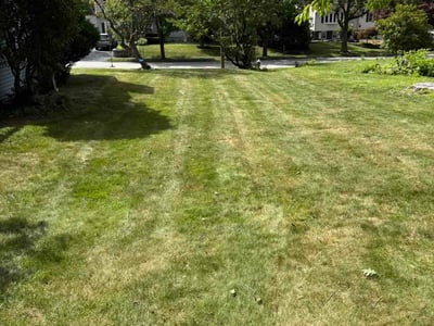 Lawn Care service in Shrewsbury, 01545