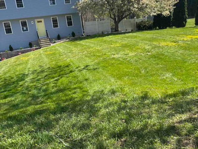 Lawn Care service in Shrewsbury, 01545