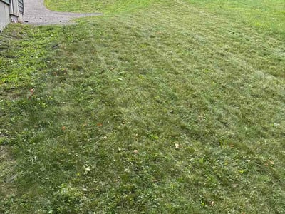 Lawn Care service in Shrewsbury, 01545