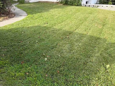 Lawn Care service in Shrewsbury, 01545