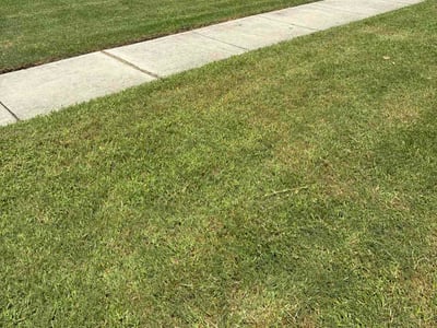 Lawn Care service in Mandeville, 70448