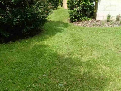 Lawn Care service in Wellington, 33414