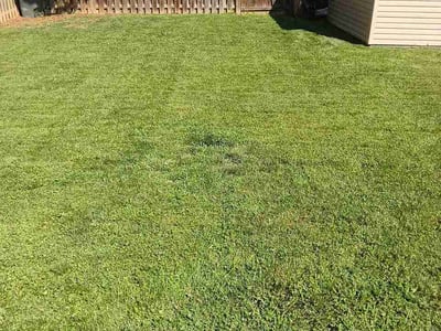 Lawn Care service in Berryville, 22611