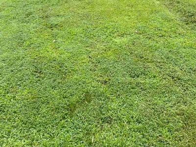 Lawn Care service in Lawrenceville, 30046