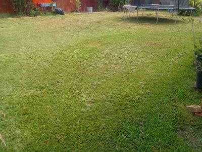 Lawn Care service in McAllen, 78504