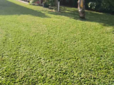 Lawn Care service in Davie, 33328