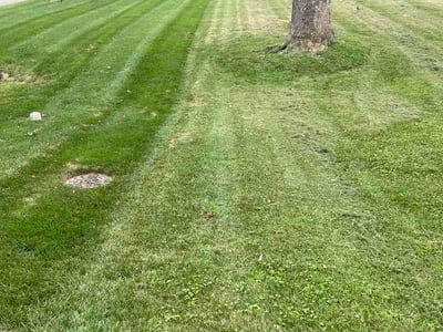 Lawn Care service in Gainesville, 20155