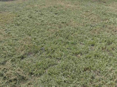 Lawn Care service in East Hampton, 06424